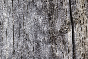 Obraz premium Wood Texture of cut tree trunk, close-up