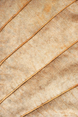 Detailed view of dried leave ,use as background