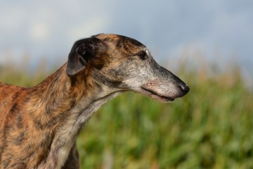 Galgo Espanol