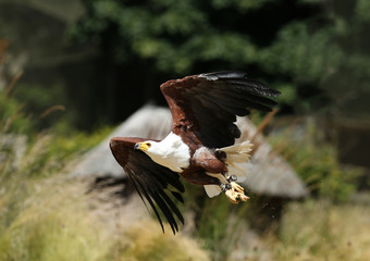 African Fish Eagle catching food