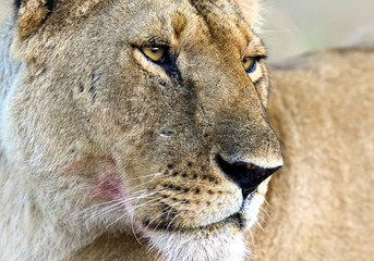 Masai Mara Lions