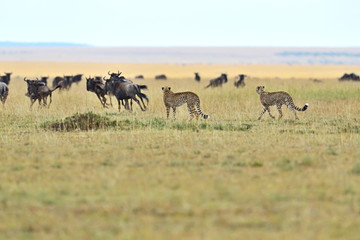 Fototapeta na wymiar Masai Mara Cheetahs