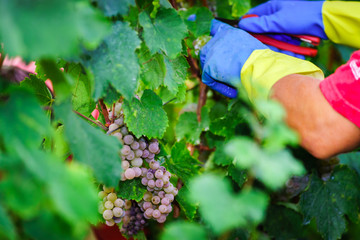 Naklejka premium People working on vendange, vine harvest.