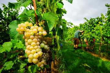 People working on vendange, vine harvest.