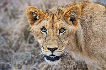 Masai Mara Lions
