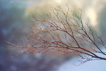 Winter tree branch and blurred abstract background. Sunlight winter snowflake background. Magic light background. 