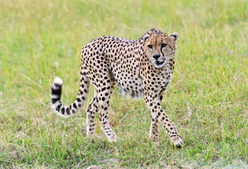 Masai Mara Cheetahs