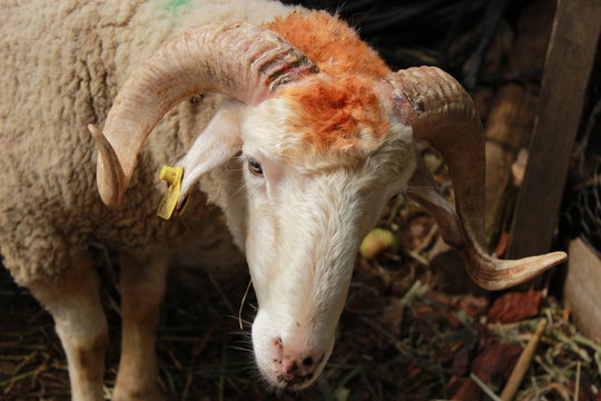 Sheep and worship