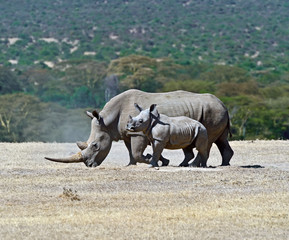 Fototapeta premium Rhino