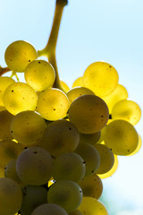 Muscat grape bunch on the sun