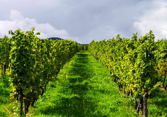 Fototapeta na wymiar Beautiful lasacien autumnal landscape with green hills and viney