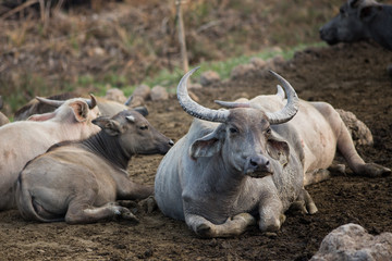 thai buffalo sitting on muddy field