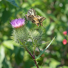 Kratzdistel und Schwalbenschwanz