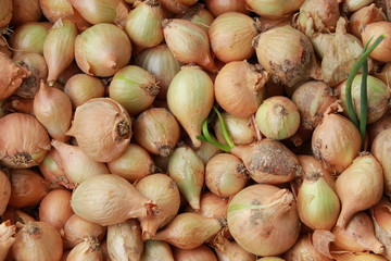 fresh onion bulbs