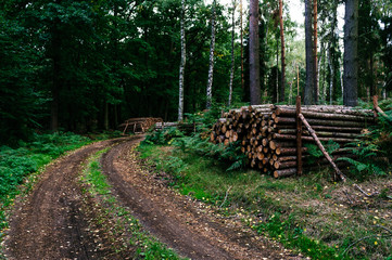 turn in the middle of the forest 2 © summit fever