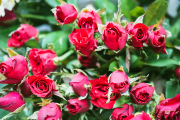 real Red Rose, selective focus point