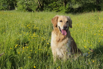 Golden Retriever sitzend in der Wiese