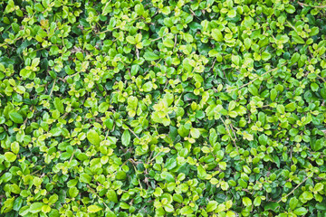 Fototapeta na wymiar Green leaf or use as background.