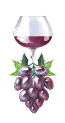 Vector watercolor sketch of wine and grapes.
