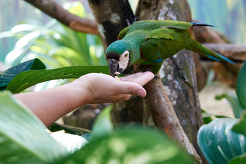 A large beautiful macaw parrot eats food from a human hand. © lastfurianec