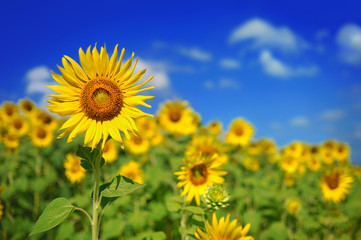 Sonnenblumenfeld über bewölktem Himmel und hellen Sonnenlichtern
