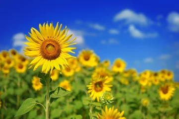 Photo sur Plexiglas Tournesol champ de tournesols sur ciel bleu nuageux et lumières du soleil