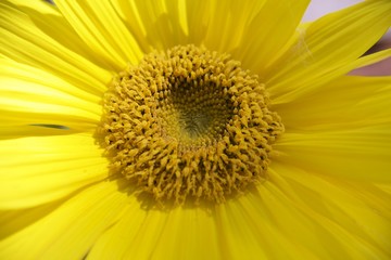 SunFlower Sunburst