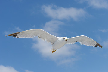 Fototapeta na wymiar European Herring Gull, Larus argentatus