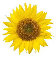 Naklejka premium Sunflower