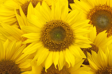 Obraz premium Sunflower