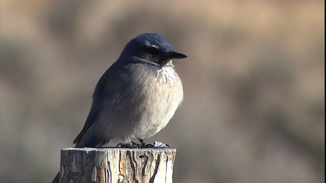 ECU western bluebird