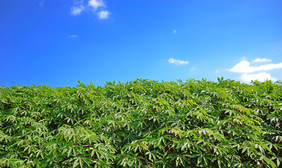 Fototapeta na wymiar The green cassava field with blue sky