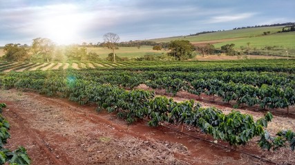 Fototapeta na wymiar Sunlight on the coffee plantation - Brazil