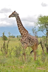 Naklejka na ściany i meble Girafe, Afrique