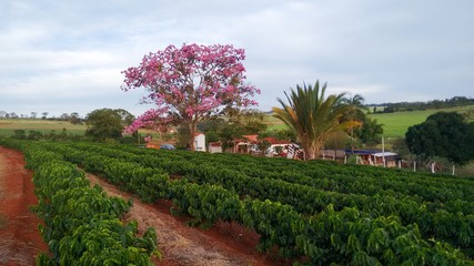 Coffee plantation and Ipe tree landscape