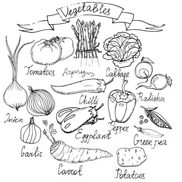 Hand drawn vector vegetables set. Sketchs of asparagus, carrot, paprika, radishes, califlower, eggplants, onion, potatoes, tomatoes, green pea, cabbage, chilli.