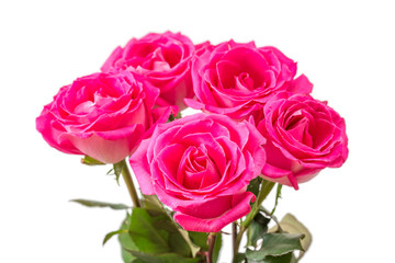 Pink roses 