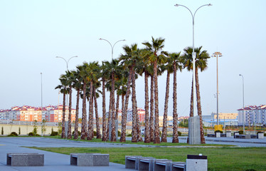 Высаженные пальмы около входа в Олимпийский парк в Сочи