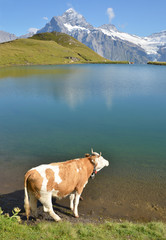 Fototapeta na wymiar Cows in an Alpine meadow. Jungfrau region, Switzerland