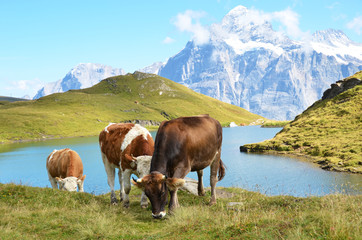 Cows in an Alpine meadow. Jungfrau region, Switzerland