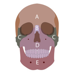 vector illustration of human head bones types. front view