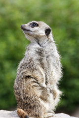 Meerkat (Suricata Suricatta) standing alert and watching for danger