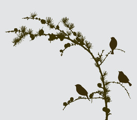 birds on a spruce branch