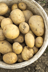 potatoes in a bucket