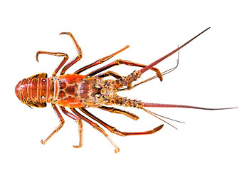 great lobster isolated on white background
