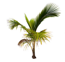 Green palm tree isolated on white background