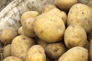 potatoes in a bucket
