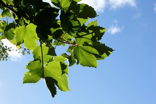 Green leaves with blue sky background