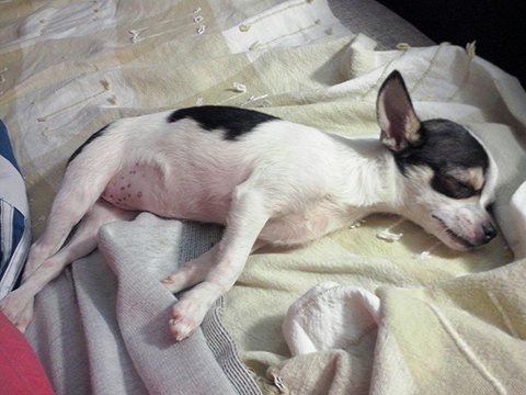 Dormir