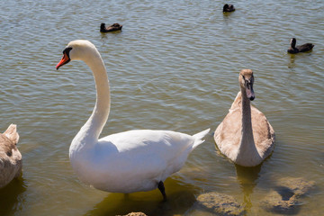 White swans and other birds on the pond